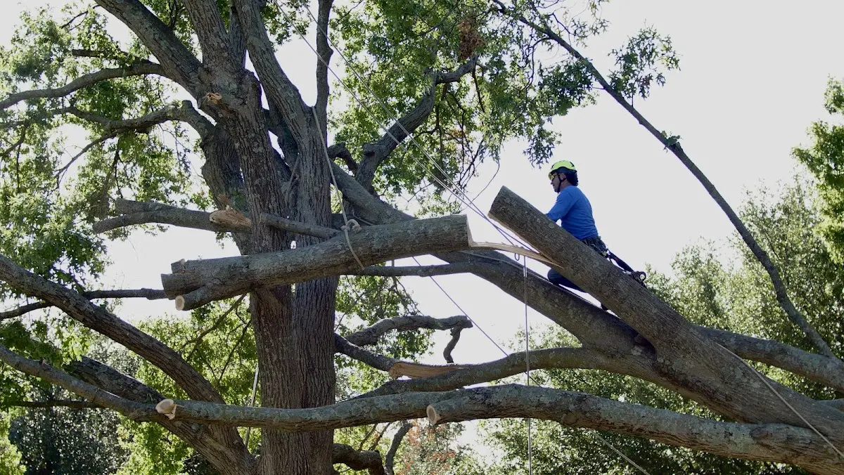 Professional Crown Thinning performed by certified arborists in Pershing