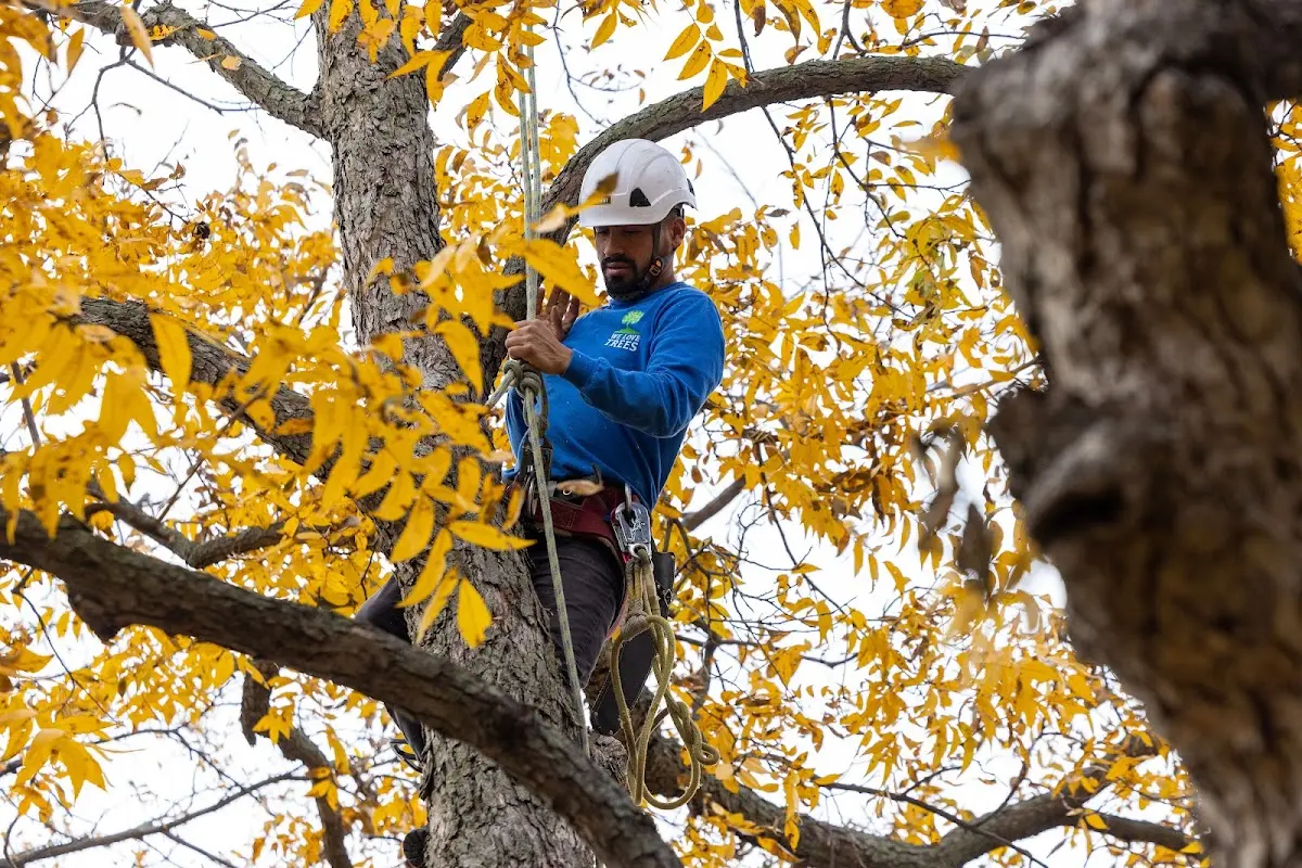Skilled Dead Tree Removal crew working in Pershing