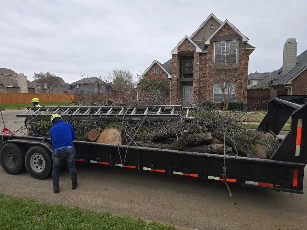 Expert Tree Removal with proper safety equipment in Pershing